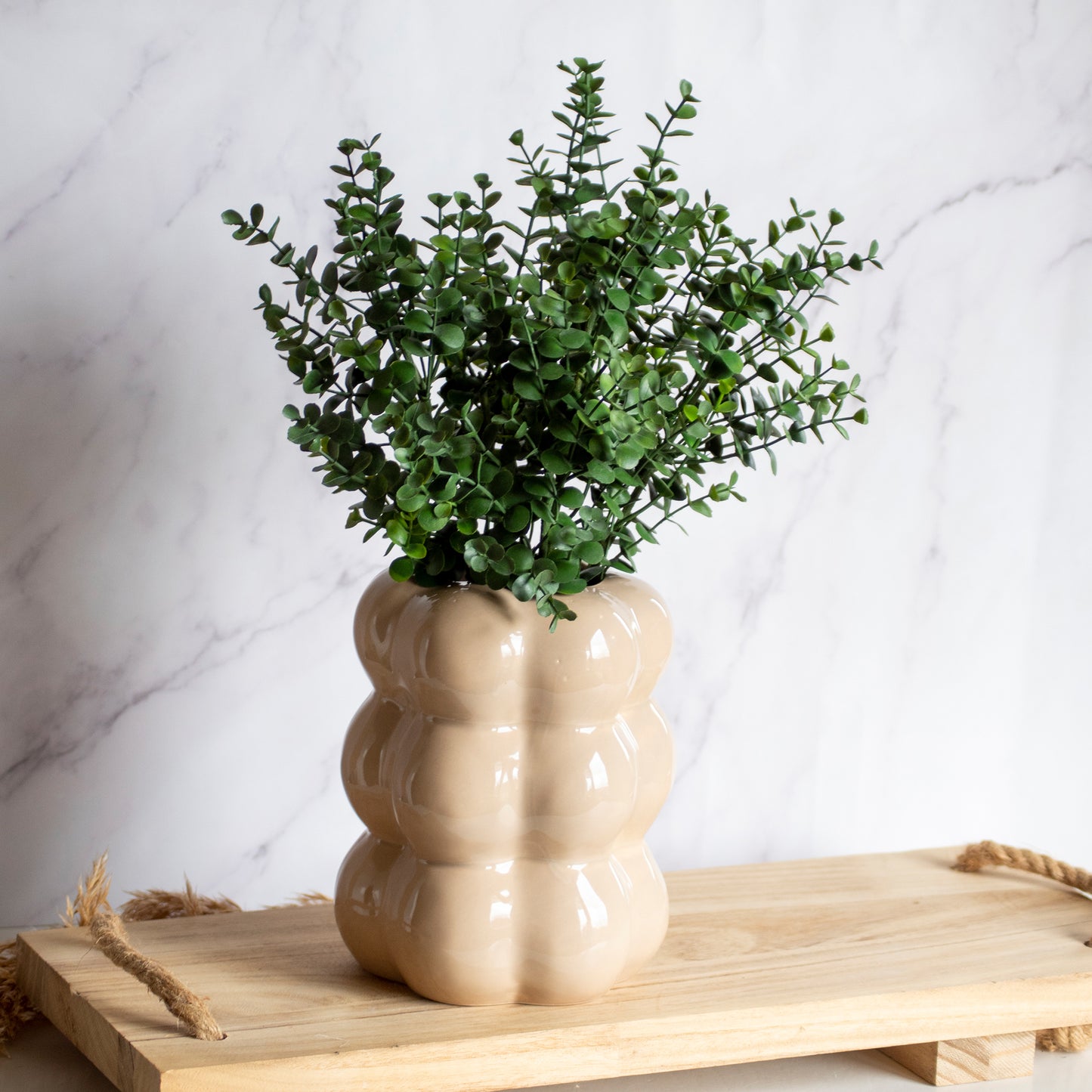 Buxus tak