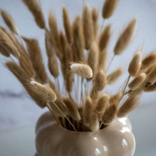 Droogbloemen Soft Bunny Tails