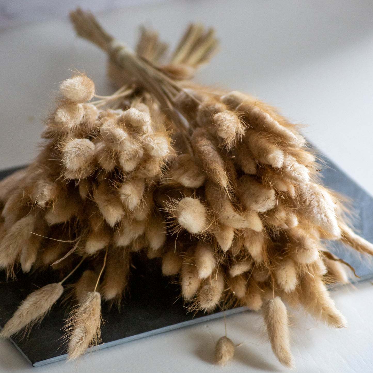 Droogbloemen Soft Bunny Tails