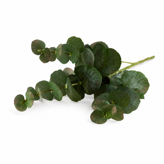 Decoratieve eucalyptus tak met ronde bladeren