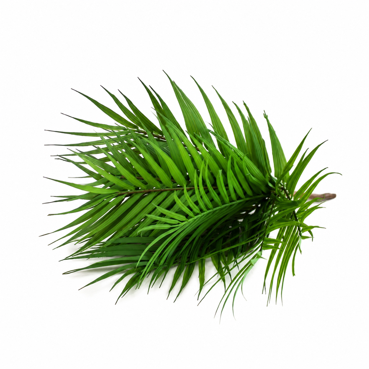 Decoratieve groene palmtak