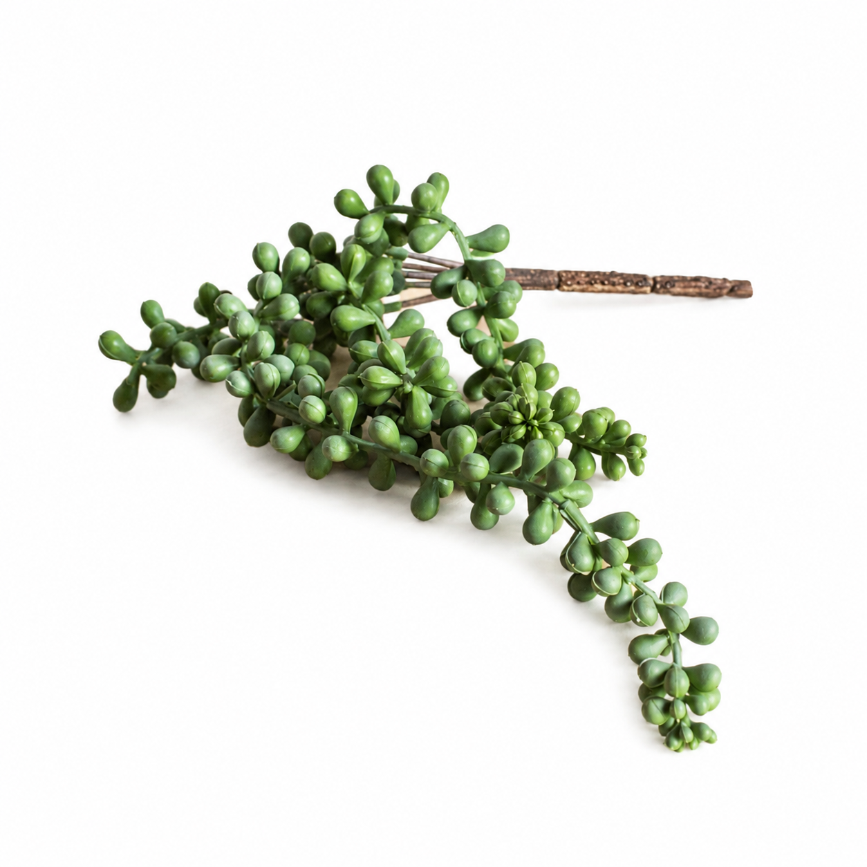 Decoratieve tak met kleine groene sedumknoppen